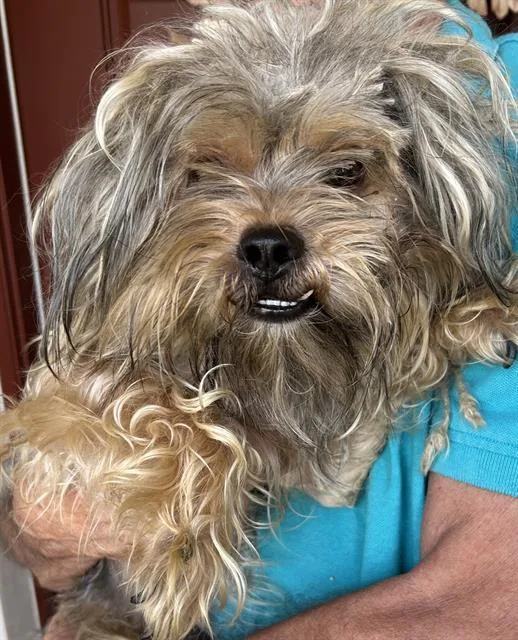 A young small-sized male Yorkshire Terrier dog named Ewok for adoption in Fort Myers, FL