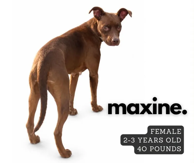 A young medium-sized female Pit Bull Terrier dog named Maxine for adoption in Ashland, KY