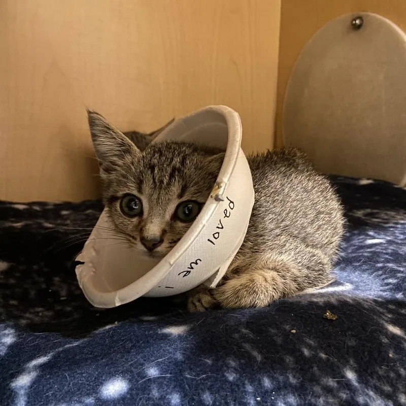 A baby small-sized male Brown / Chocolate Domestic Short Hair cat named Pecan for adoption in Washington Township, OH