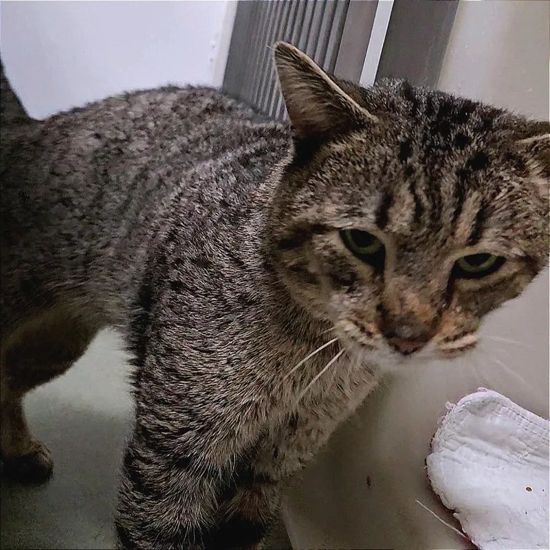 An adult medium-sized male Brown / Chocolate Domestic Short Hair cat named Atreus for adoption in Zanesville, OH