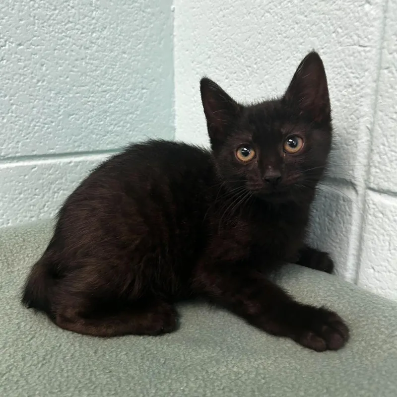 A baby small-sized female Black Domestic Short Hair cat named Maytag for adoption in Spruce Pine, NC