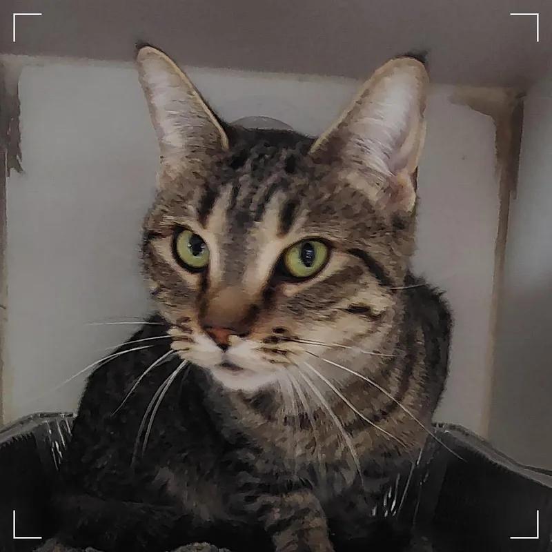A young medium-sized female Brown / Chocolate Domestic Short Hair cat named Dolce for adoption in Dearborn, MI
