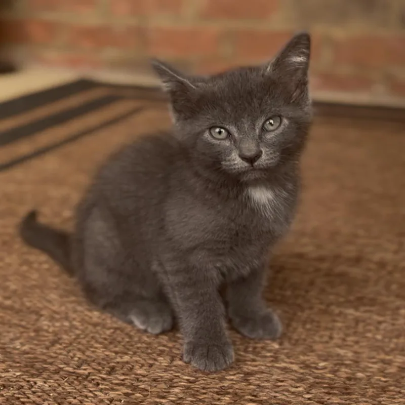 A baby small-sized female Gray / Blue / Silver Domestic Short Hair cat named Princess Aurora for adoption in Huntsville, AL