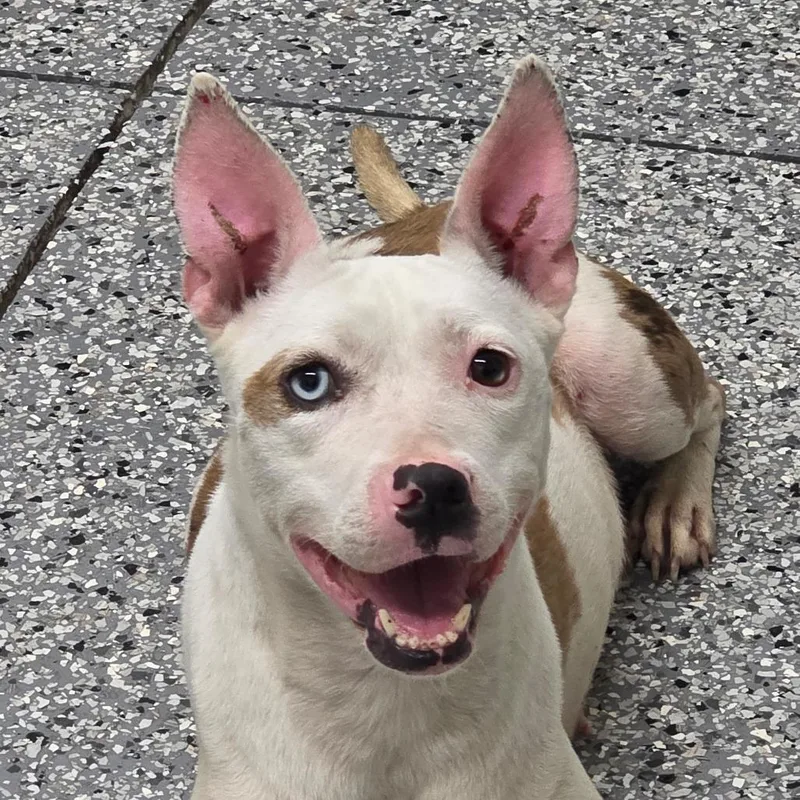 A young small-sized female White / Cream Catahoula Leopard Dog dog named Tito for adoption in Bronson, FL