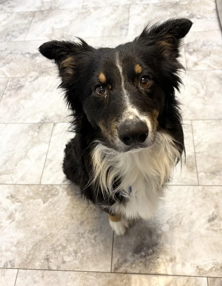 An adult medium-sized male Tricolor (Brown, Black, & White) Australian Shepherd dog named Chewy for adoption in Rochester, IN