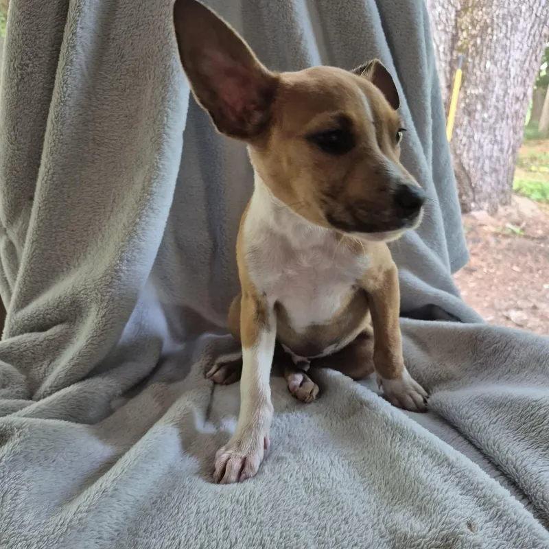 A baby small-sized male Red / Chestnut / Orange Jack Russell Terrier dog named Corby for adoption in Mobile , AL