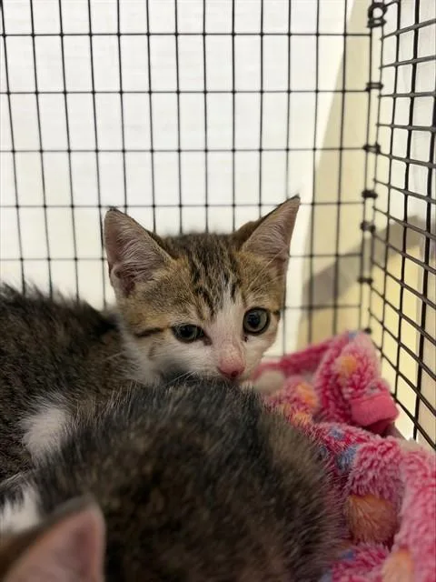 A baby small-sized female Domestic Short Hair cat named Coyle for adoption in Fort Lauderdale, FL