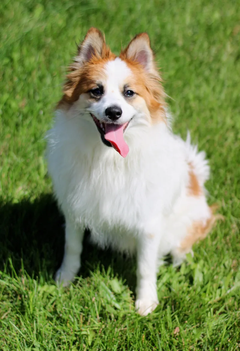 An adult small-sized male Pomeranian dog named Fabio for adoption in Battle Creek, MI