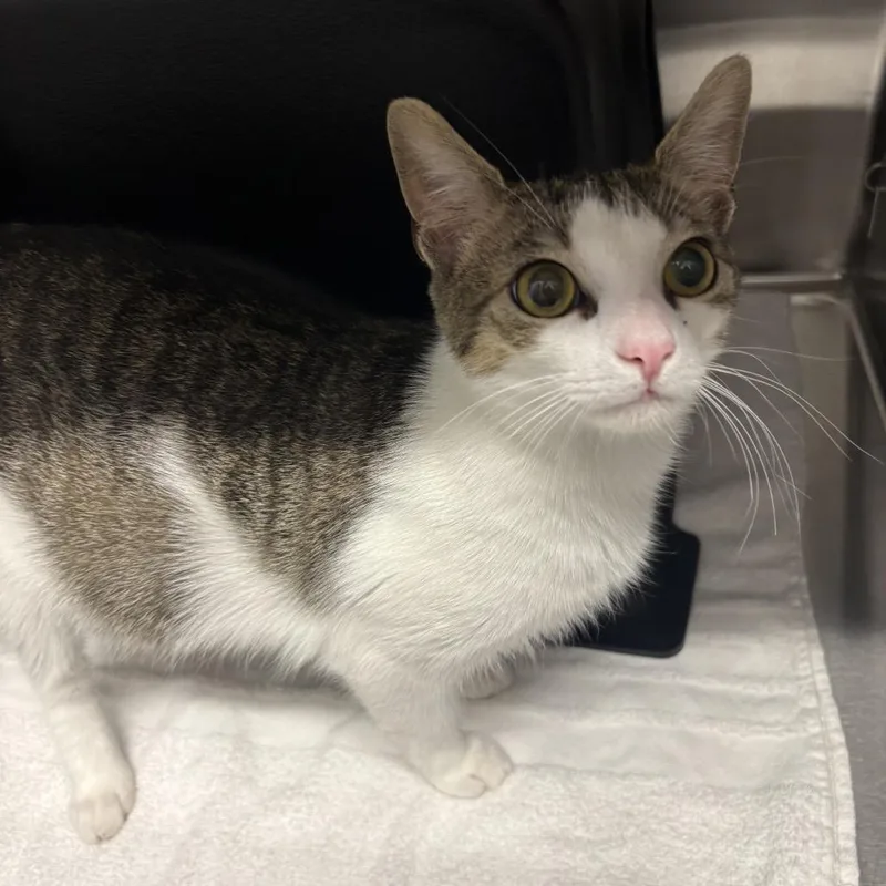 A young medium-sized female Brown / Chocolate Domestic Short Hair cat named Ric Flair for adoption in Morganton, NC