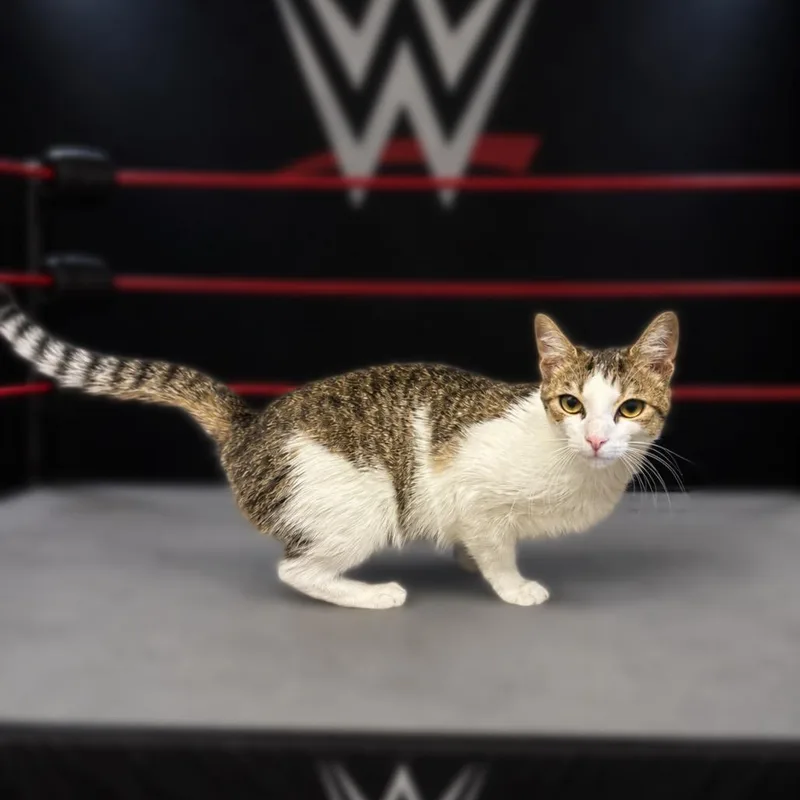 Ric Flair thumbnail 3