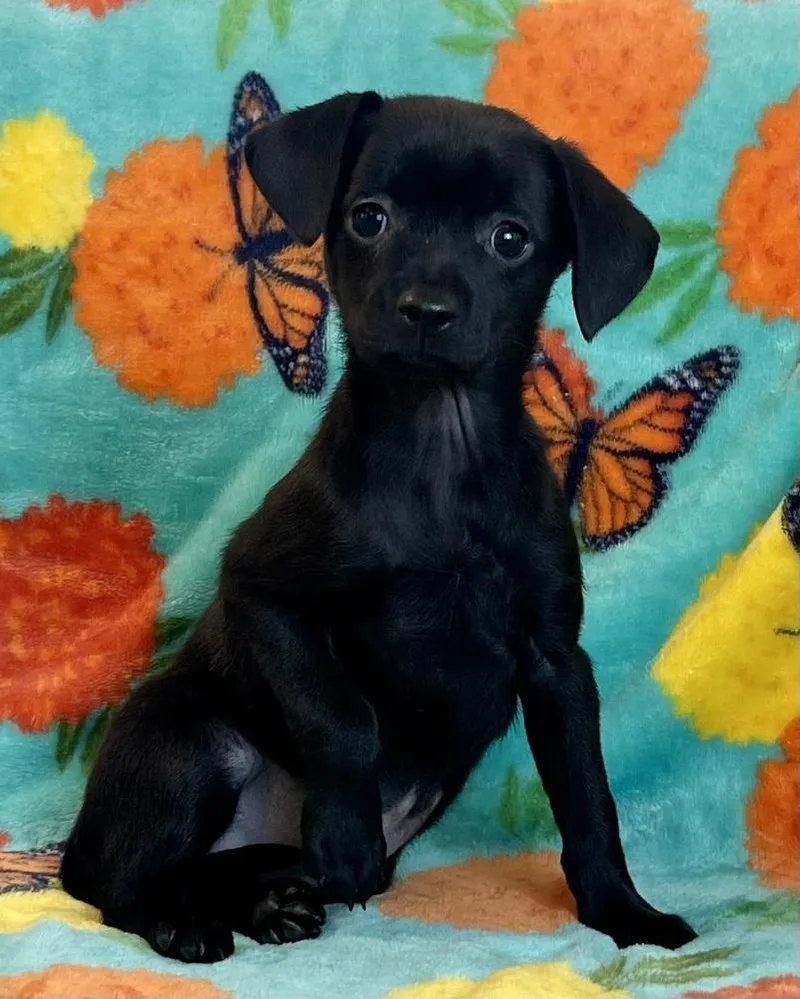A baby small-sized female Black Chihuahua dog named Smores for adoption in Jamestown, CA