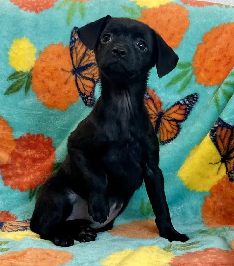 Smores thumbnail 3
