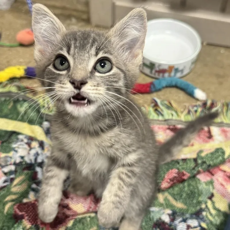 A baby small-sized male Gray / Blue / Silver Domestic Short Hair cat named Screech for adoption in York, PA