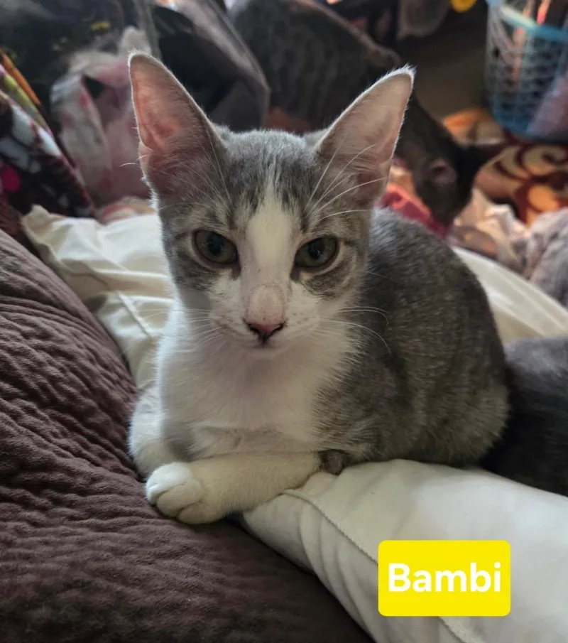 A baby medium-sized female Domestic Short Hair cat named Bambi for adoption in Spring, TX