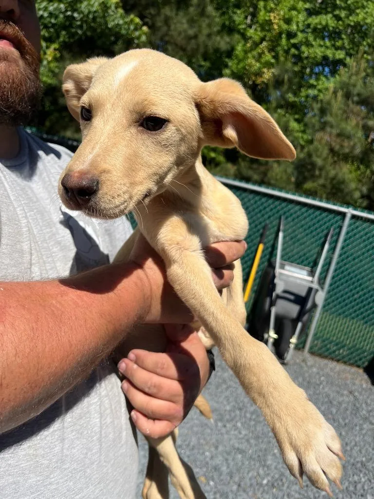 A baby medium-sized female Mixed Breed dog named Kami for adoption in Mount Gilead, NC