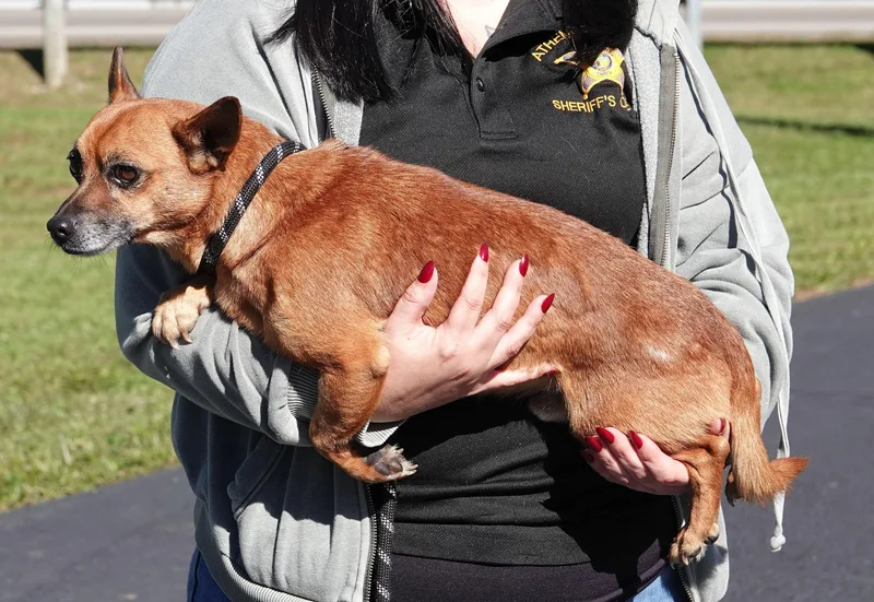 An adult small-sized male Red / Chestnut / Orange Chiweenie dog named Goblin for adoption in Millfield, OH