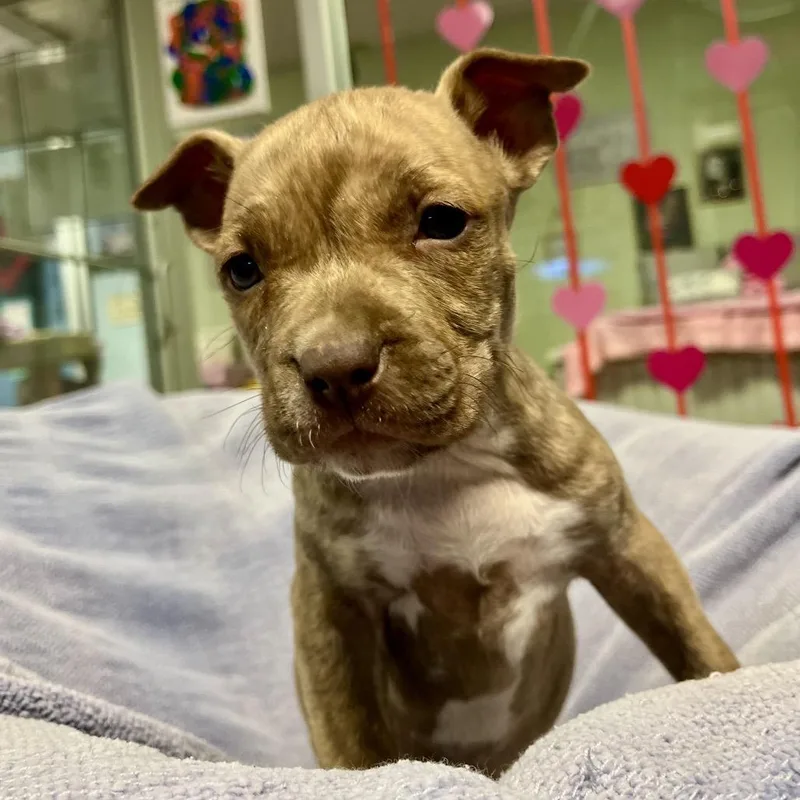 A baby medium-sized male Brown / Chocolate Pit Bull Terrier dog named Dane for adoption in Clarksville, AR