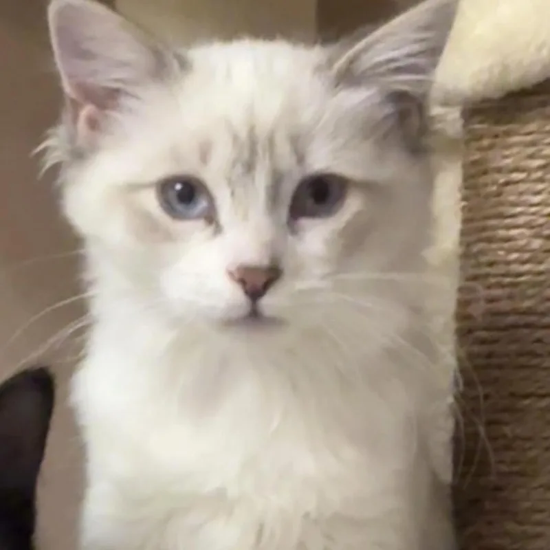 A baby small-sized female Domestic Medium Hair cat named Pinto Novack for adoption in Eagle Mountain, UT