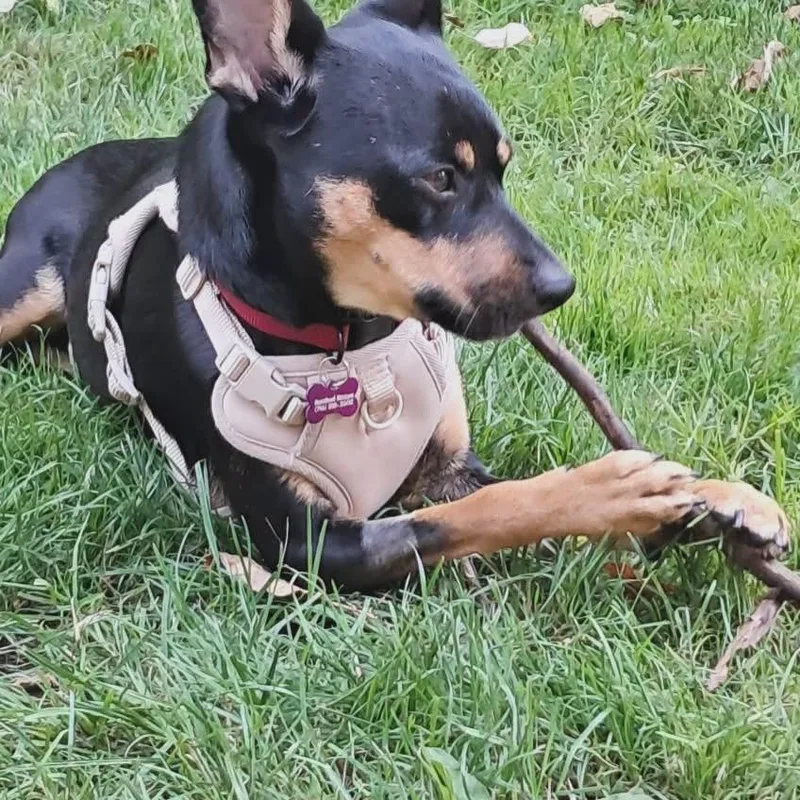 A young small-sized male Tricolor (Brown, Black, & White) Miniature Pinscher dog named Brody for adoption in West Falls, NY