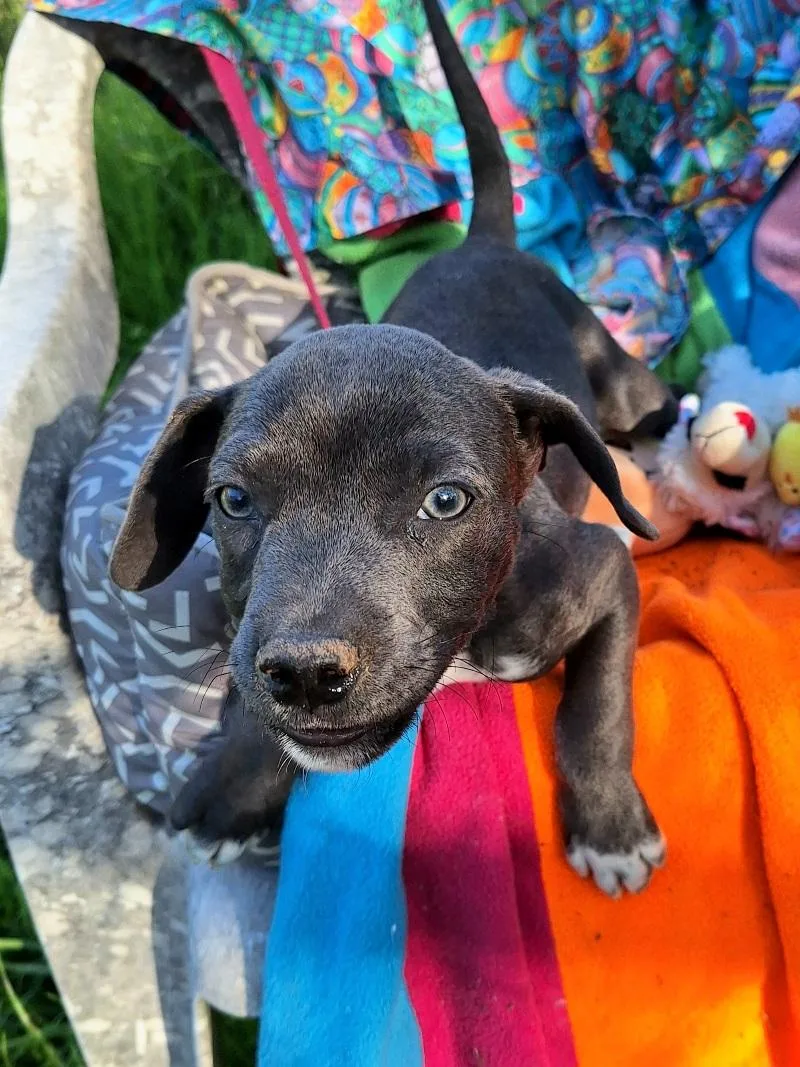 Yanko Mvt thumbnail 5