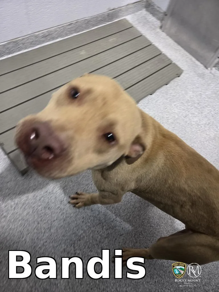 A young medium-sized male Pit Bull Terrier dog named Bandis for adoption in Rocky Mount, NC