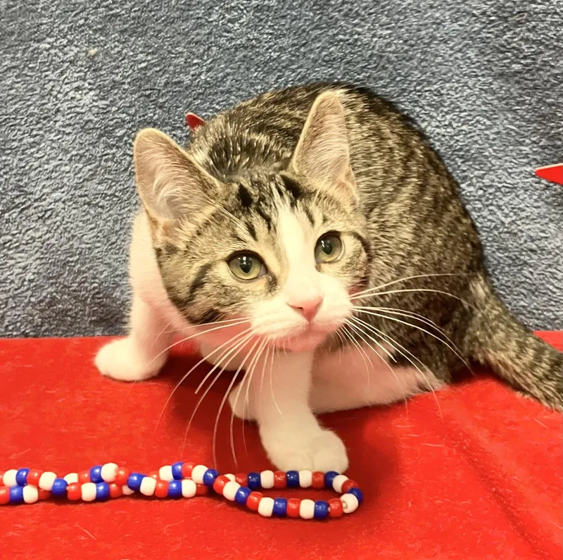 A baby medium-sized female Domestic Short Hair cat named Kevina for adoption in Dublin, OH