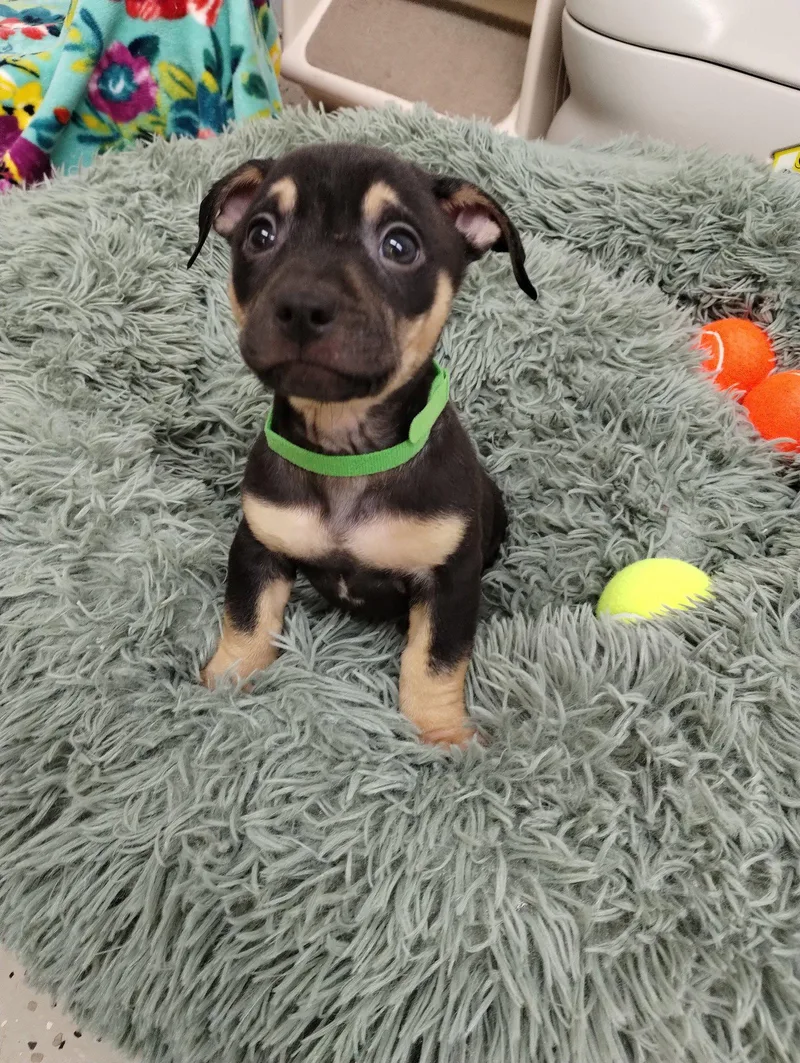 A baby medium-sized female Mixed Breed dog named Sunny for adoption in York, SC