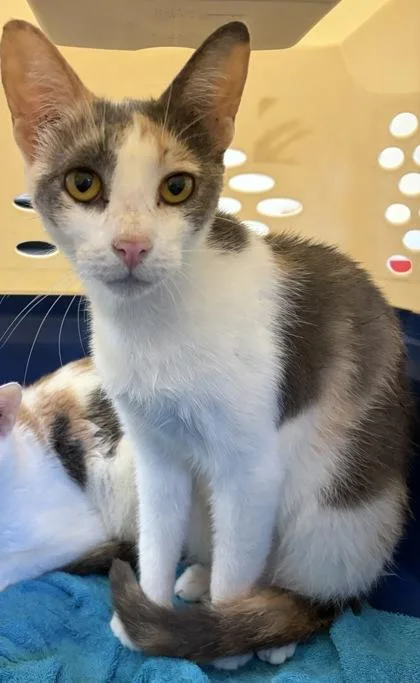 An adult small-sized female Domestic Short Hair cat named Dreamfyre for adoption in West Chester, PA