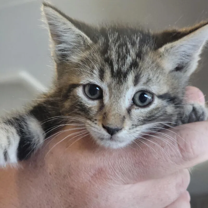 A baby small-sized male Domestic Short Hair cat named Count Chocula for adoption in Washoe Valley, NV