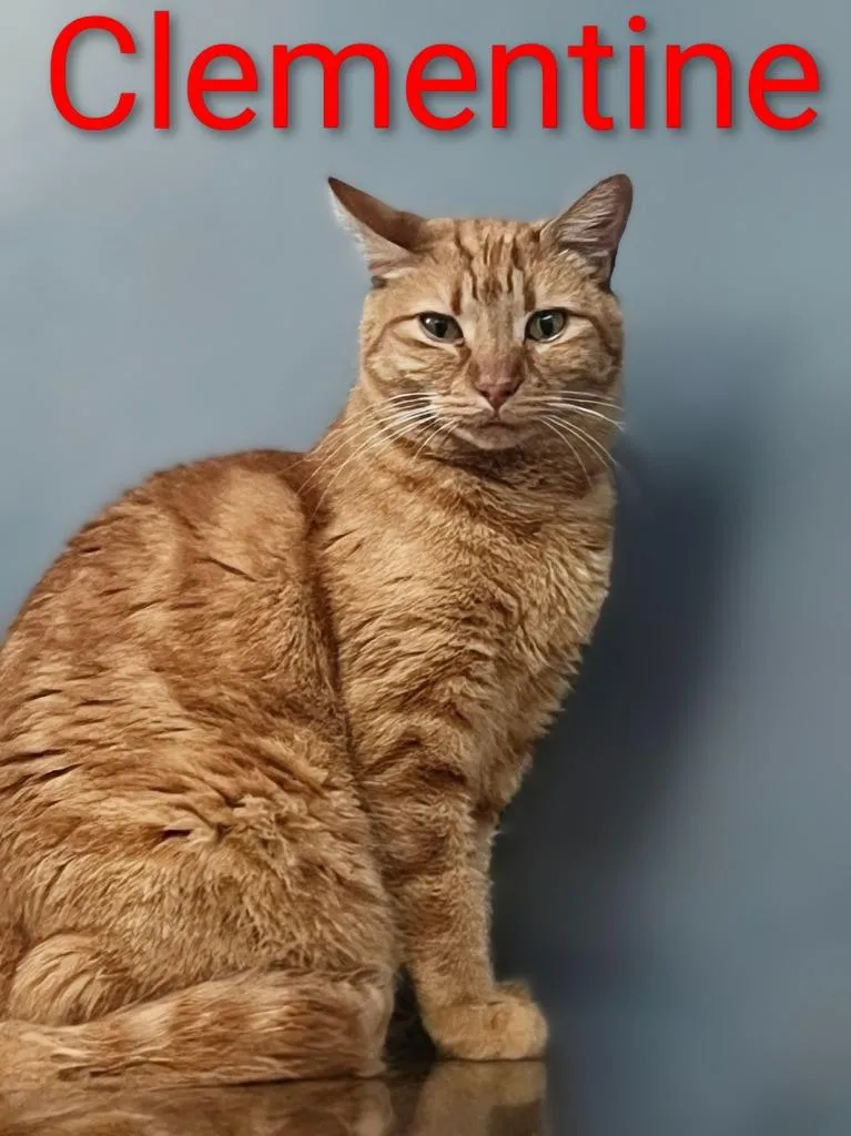 Clementine thumbnail 2