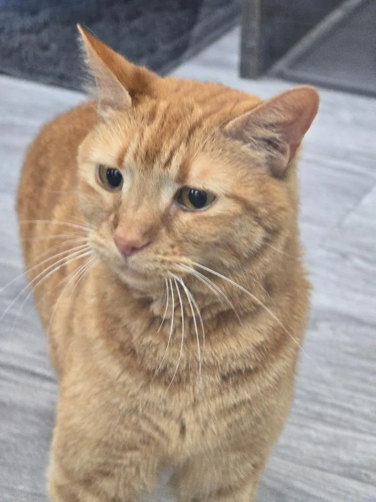 Clementine thumbnail 4