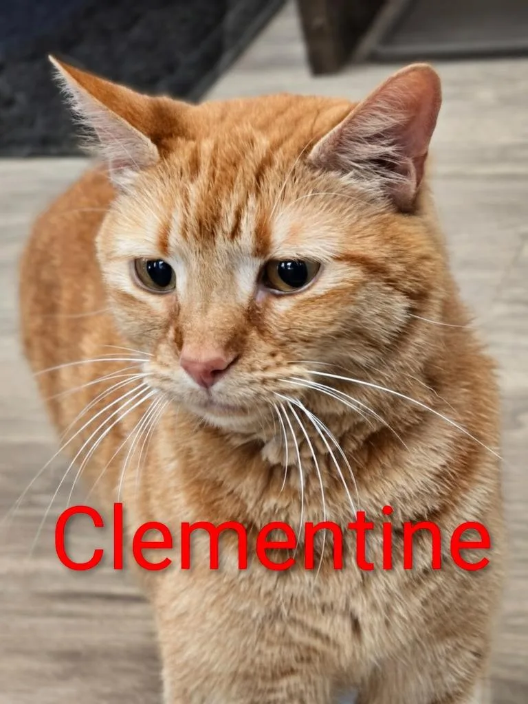 Clementine thumbnail 5