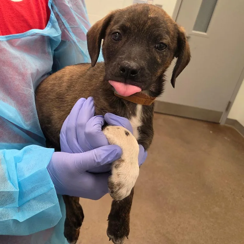 A baby small-sized female Brindle Hound dog named Mckay for adoption in Chattanooga, TN