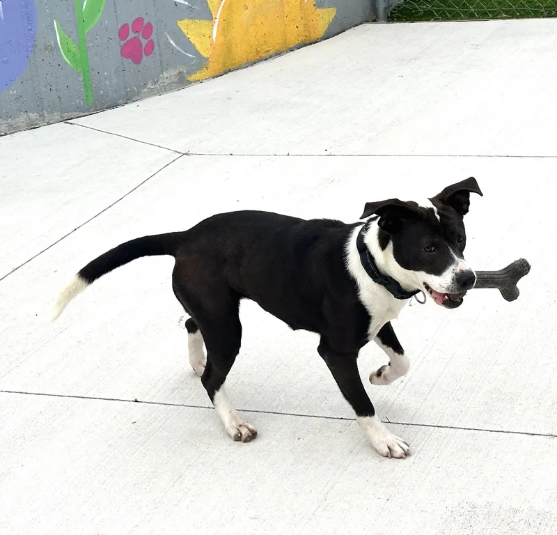 A young medium-sized female Black American Staffordshire Terrier dog named Jade for adoption in Oklahoma City, OK