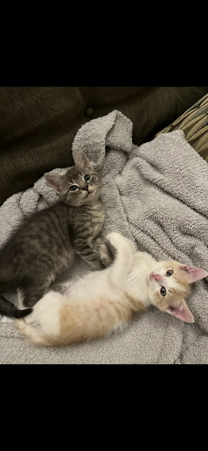 A baby medium-sized male Domestic Medium Hair cat named Owen & Kirby for adoption in Stamford, CT