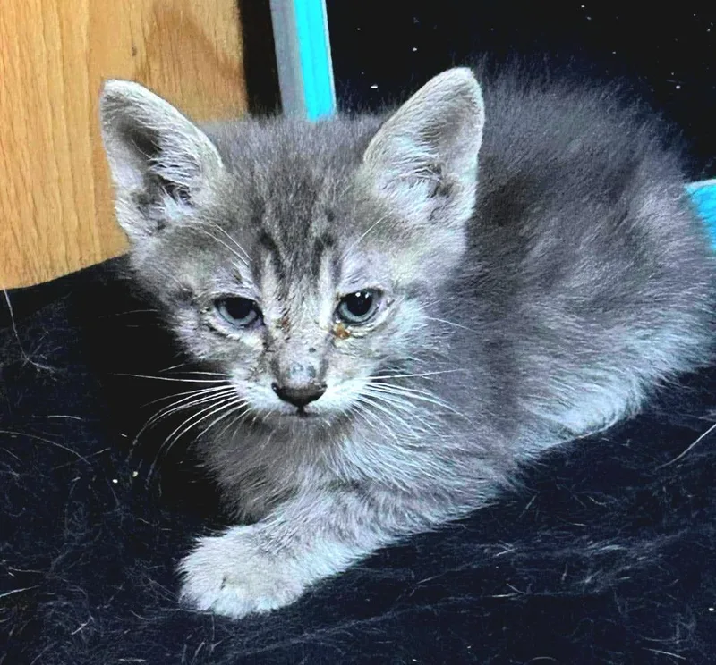 A baby large-sized male Domestic Short Hair cat named Smokey for adoption in San Jacinto, CA
