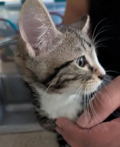 A baby medium-sized female Domestic Short Hair cat named Bonnie for adoption in Independence, MO