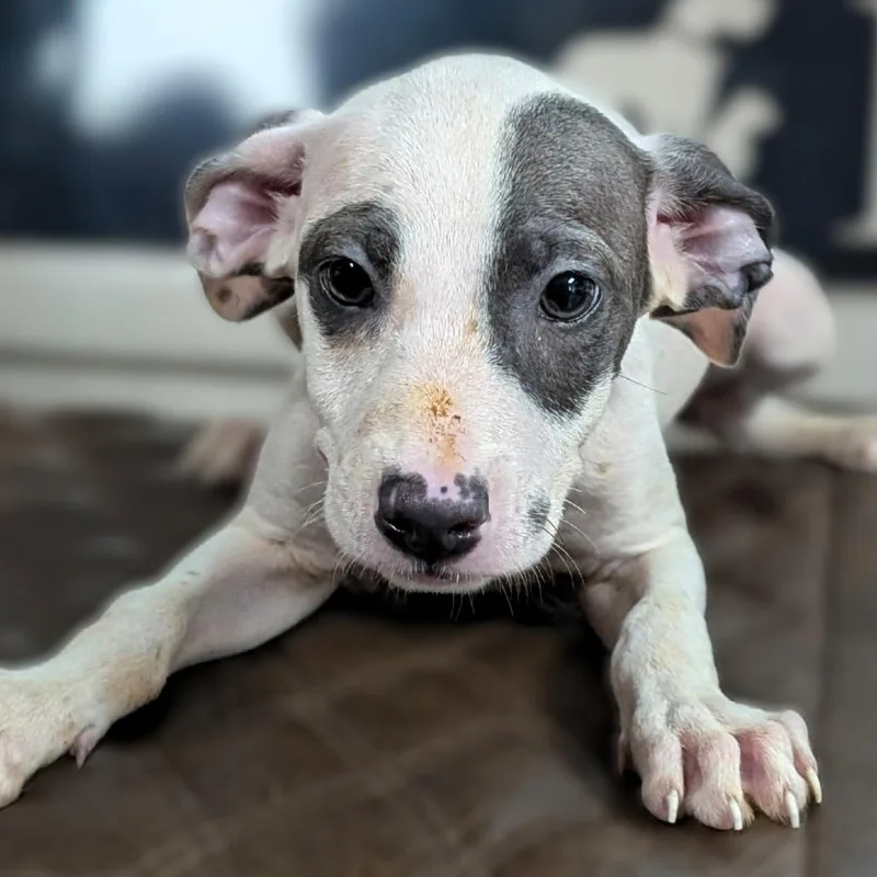 A baby medium-sized female White / Cream Whippet dog named Dezie for adoption in Fredericksburg, TX