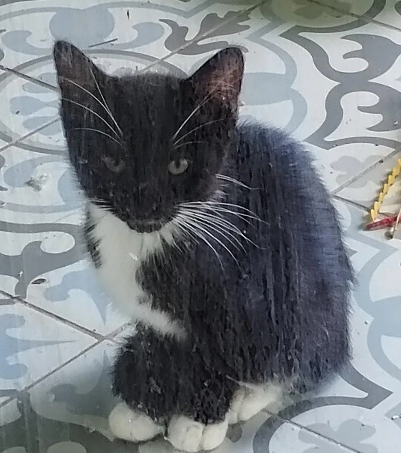A baby medium-sized male Black & White / Tuxedo Domestic Short Hair cat named Tommy  Psd for adoption in Oakland Park, FL