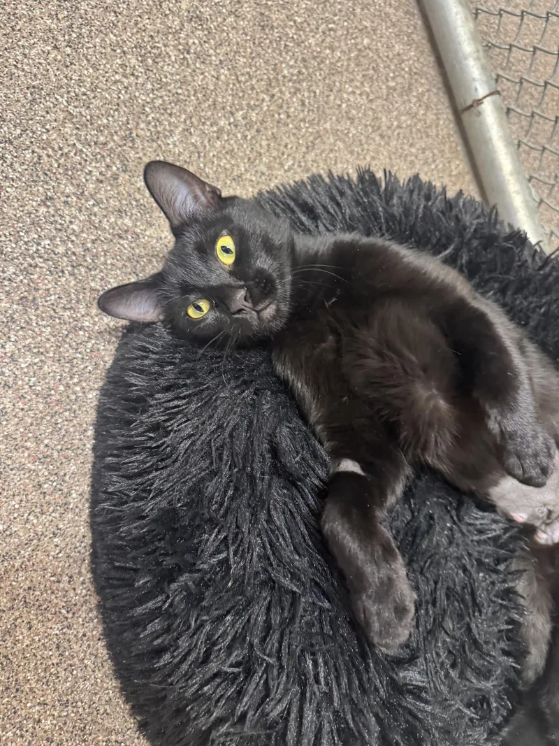 A young large-sized female Black Domestic Short Hair cat named Mochi for adoption in Ivins, UT