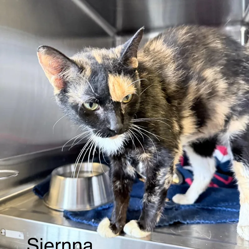 Sirrena