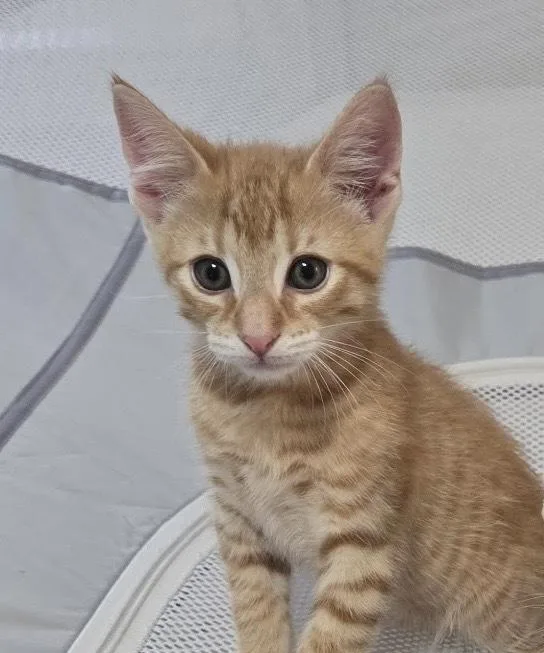 A baby small-sized male Orange & White Domestic Short Hair cat named Samwise for adoption in Telford, PA