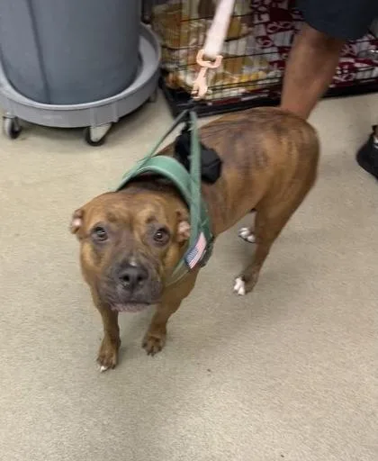 An adult medium-sized female Terrier dog named Demi for adoption in Palm Coast, FL