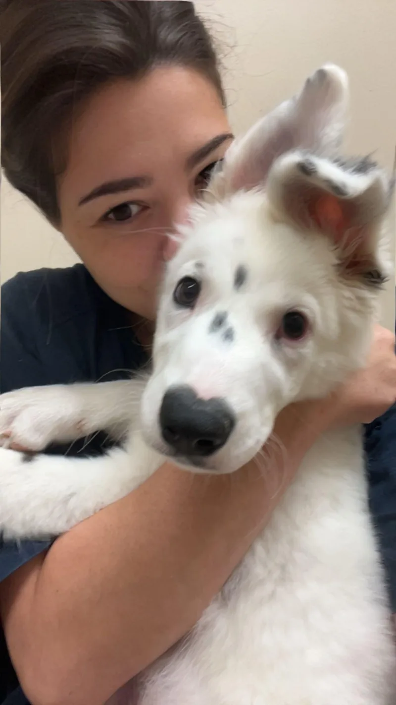 A baby medium-sized female Black Australian Shepherd dog named Nyla for adoption in Columbia, MD