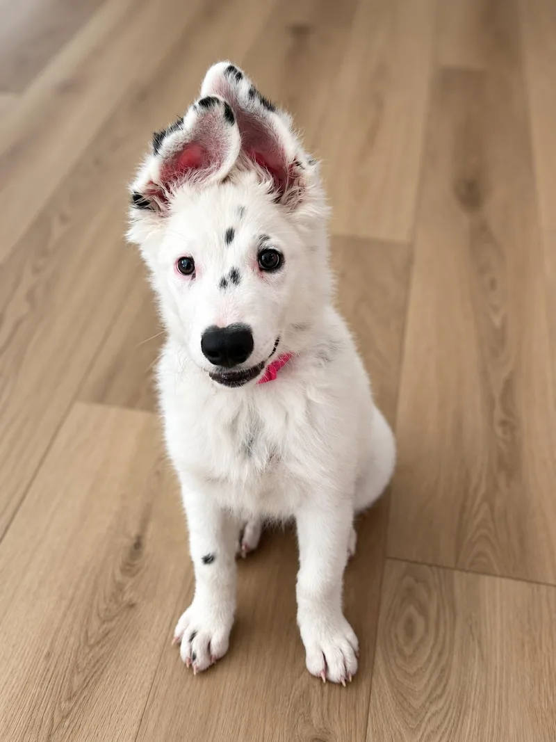 Nyla thumbnail 3