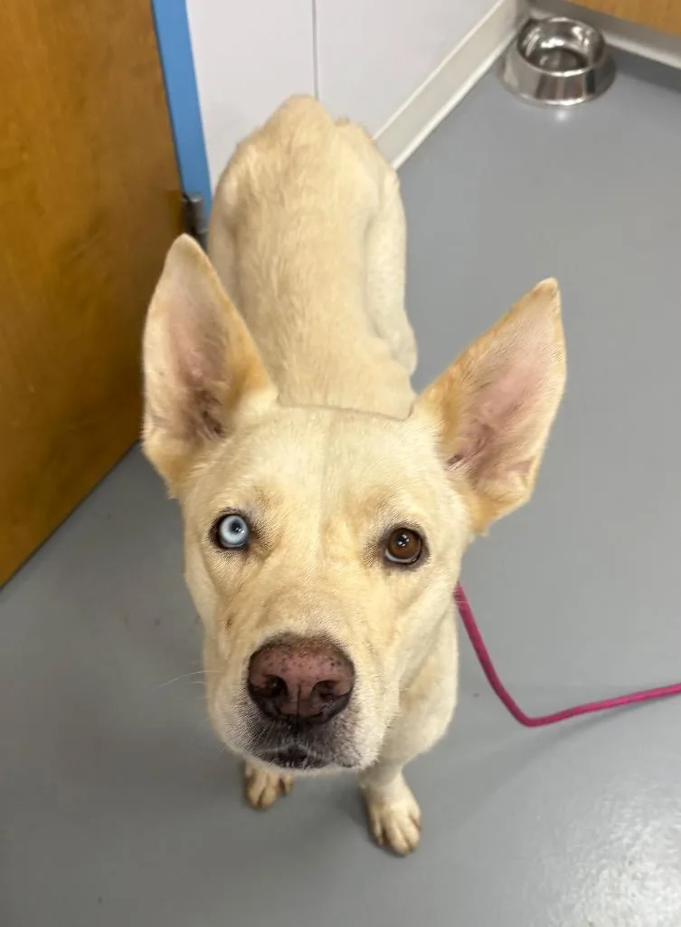 An adult medium-sized male Shepherd dog named Thor for adoption in Hartsville, SC