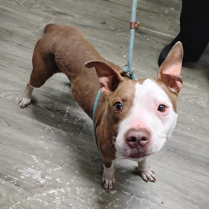 An adult medium-sized female Yellow / Tan / Blond / Fawn Mixed Breed dog named Mira for adoption in Summerville, SC