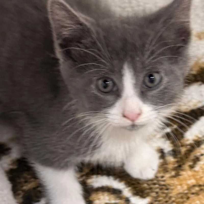 A baby small-sized female Gray / Blue / Silver Domestic Short Hair cat named Greta for adoption in Evansville, IN