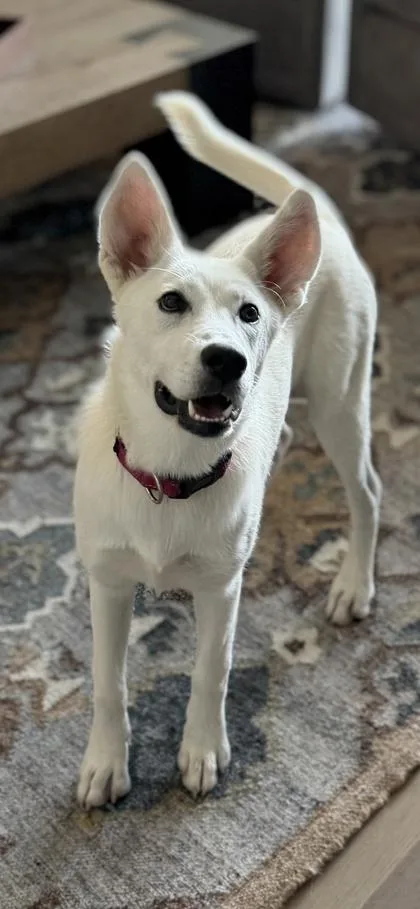 Bebe