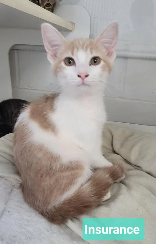A baby small-sized male Domestic Short Hair cat named Insurance for adoption in Richmond, IN